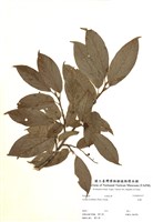 藏品(南燭)的圖片